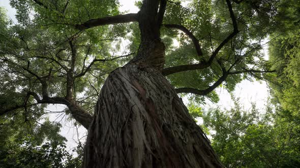 daily dolly timelapse tree in the Park alt