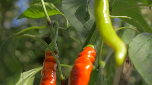 Chilli peppers 4K UHD 2160p footage - Colorful hot peppers 4K 3840X2160 UHD video alt