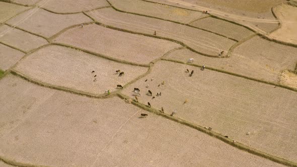 Farm animals on India's picturesque beautiful agricultural fields, 4k aerial drone footage alt