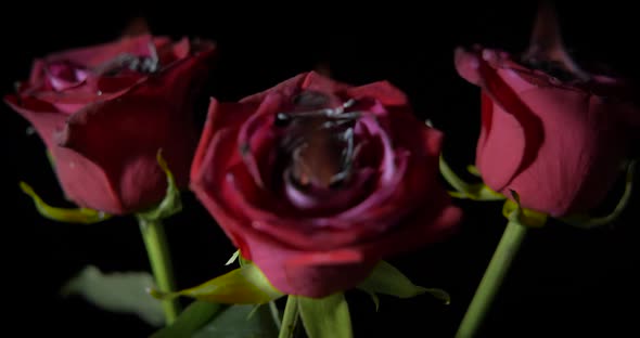 Romantic day with roses in dark. alt