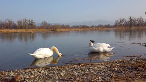 Two white swans by the lake cleaning themselves with one black duck in the background alt