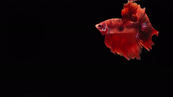 red color Siamese fighting fish