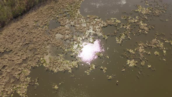 Birds Fly and Nest in Reeds. Lake in Spring .Birds and Their Reproduction alt