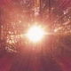 Forest Sun - VideoHive Item for Sale