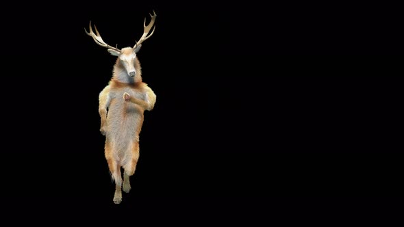 34 Deer Dancing 4K alt