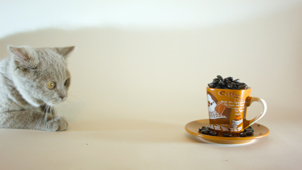 British Short Hair Kitten Looking At Coffee Cup