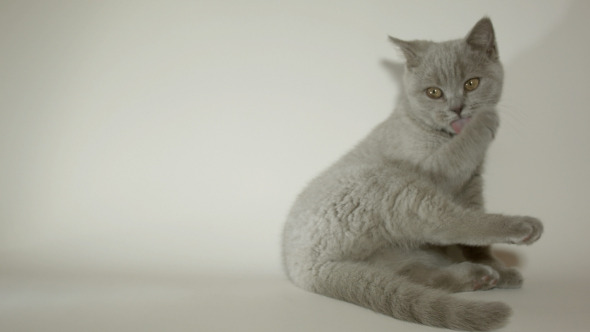 British Short Hair Kitten Cleaning Up