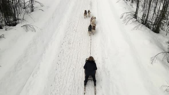 Drone Aerial View of Dogsledding Handler with Team of Trained Husky Dogs Mountain Pass Husky Dog alt