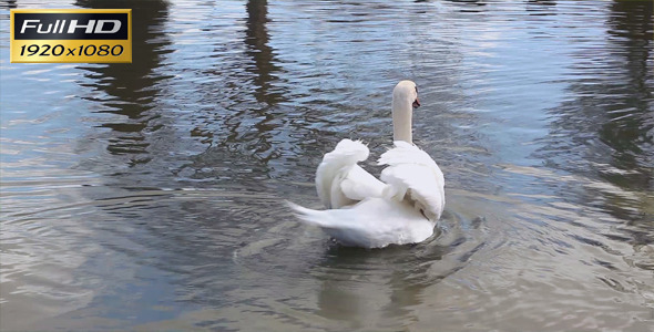 Swan alt