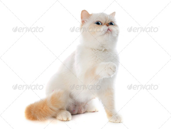 Exotic Shorthair Cat Stock Photo By Cynoclub Photodune