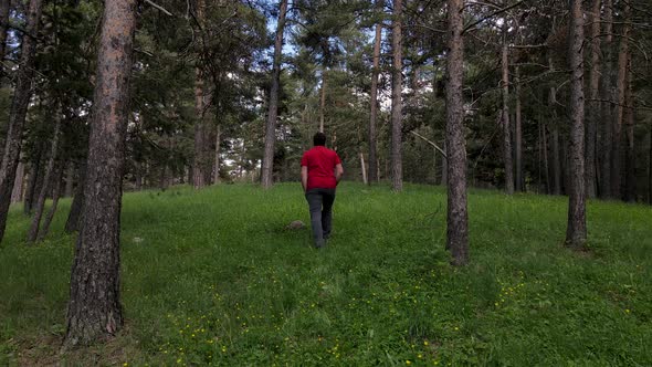 Yellow Pine Forests alt