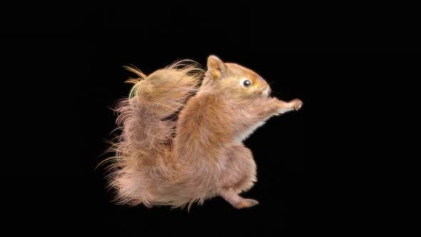 74 Squirrel Samba Dancing HD alt