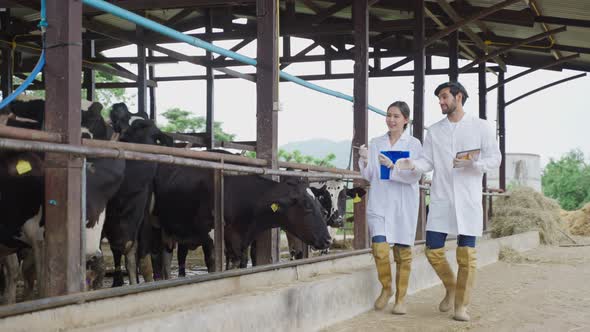 Attractive young man and woman veterinary working outdoors in cowshed. alt