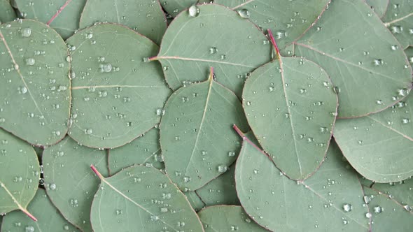Motion of the Texture Made of Green Eucalyptus Leaves with Raindrop Dew Rotation alt