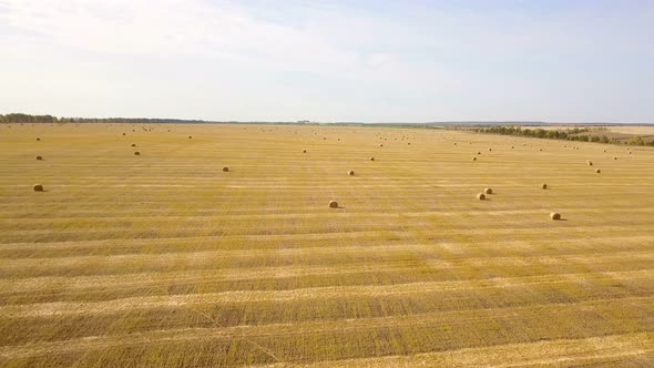 Harvest Field