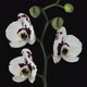 Time-lapse of opening Phalaenopsis spotted Imgur orchid - VideoHive Item for Sale
