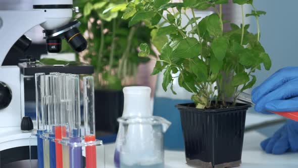 Close-up of Scientist Hands in Safety Glasses Adding Liquid To the Plant in Pot alt