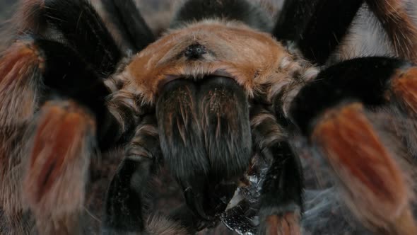 Mexican orange kneed tarantula eating prey with web alt