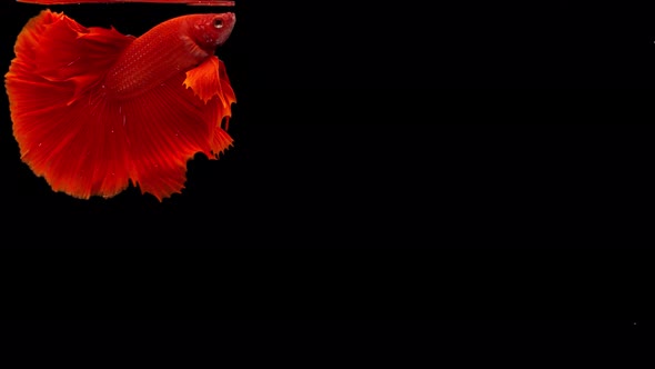 Siamese fighting fish (Betta splendens) alt