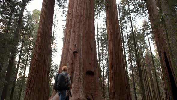 Giant Redwood Sequoia Forest alt