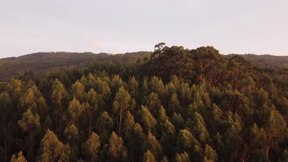 Aerial Forest In Portugal 4K 01