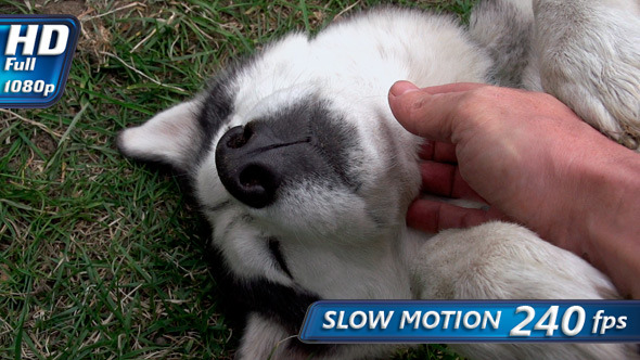 Petting Amusing Dog alt