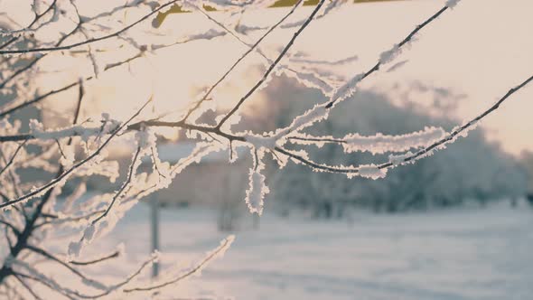 Fresh White Frost on Twigs in Morning Winter Park at Sunrise alt