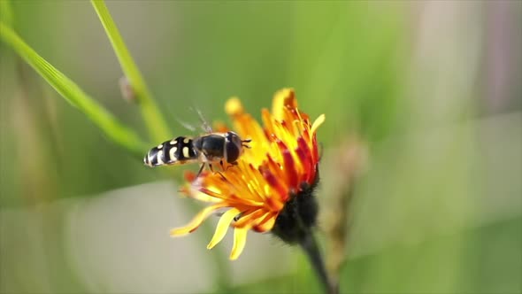 Bee Collects Nectar From Flower Crepis Alpina alt