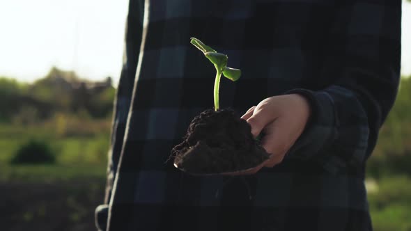 Farmer Woman Holds Garden Shovel With Sprout. New Life, Ecology Plant. Transplanting Seedlings alt