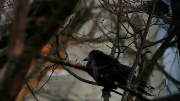 Ravens on Tree 33
