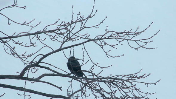 Ravens on Tree 35