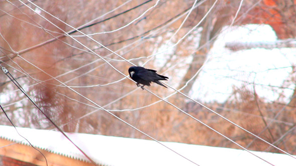 Ravens on Tree 30