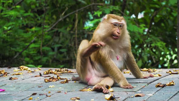 Monkey Sits on The Road in The Park and Looks Around alt