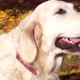 Portrait of a Beautiful Golden Retriever in Fallen Autumn Foliage - VideoHive Item for Sale
