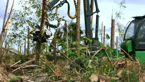 Worker in Cabin Driving Harvester During Felling Forest. Lumber Wood alt