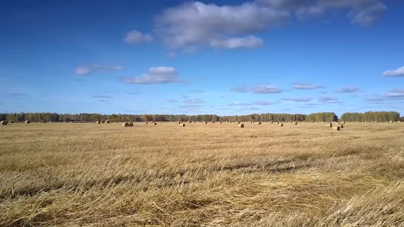 Aerial Motion Over Dry Stubble Field To Straw Roll By Forest alt