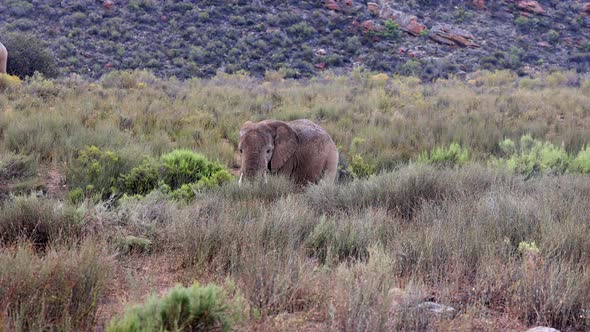 Adult Elephant Standing in High Grass of Green Vegetation and Enjoying Rain Shower alt