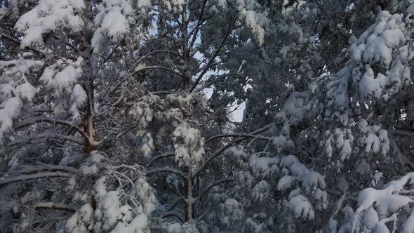 Pine snowy tree branches in the snow alt