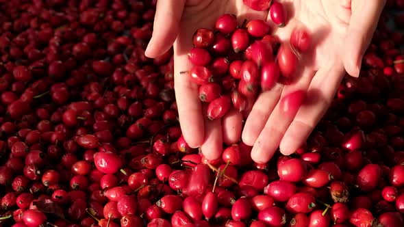 Female woman's hands touching the fruit rose hip or rosehip. Empty space for copy paste.