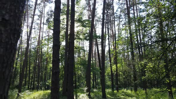 Beautiful Green Forest on a Summer Day Slow Motion alt