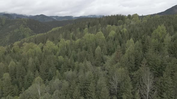 Ukraine, Carpathian Mountains: Beautiful Mountain Forest Landscape. Aerial, Flat, Gray alt