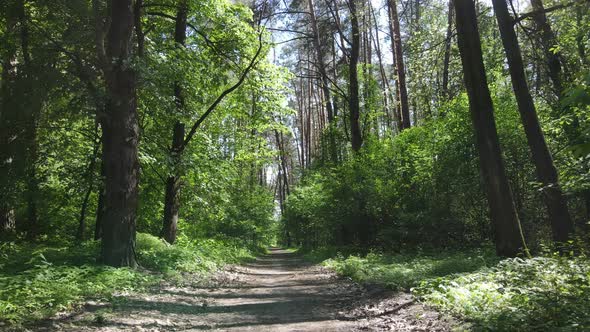 Beautiful Green Forest on a Summer Day Slow Motion alt