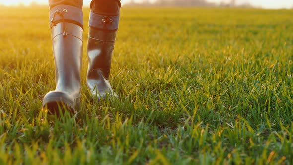 The Feet of a Farmer in Rubber Boots Are Walking Along a Green Field of Wheat alt