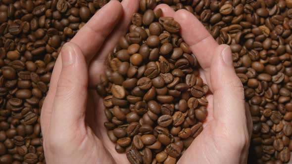 Human takes a roasted coffee beans by both hands
