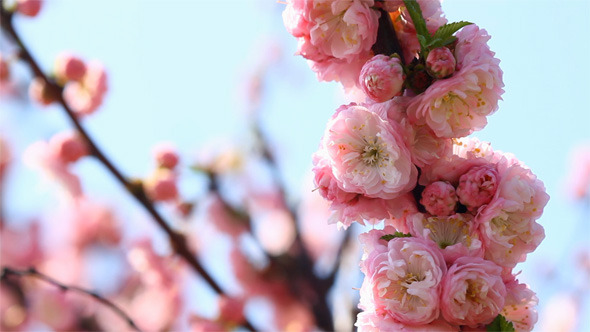 Blossom Pink Sakura Tree