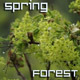 Spring Rain in Forest Spring Rain in Forest - VideoHive Item for Sale