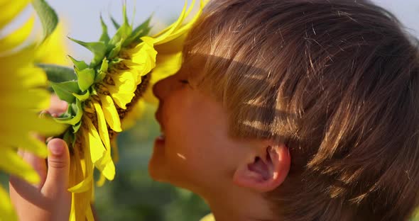 Happy child smelling sunflower in spring field. Slow motion alt