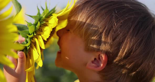 Happy child smelling sunflower in spring field. Slow motion