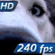Curious Siberian Husky - VideoHive Item for Sale