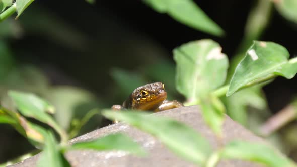Fire skink catching an insect in the forest alt